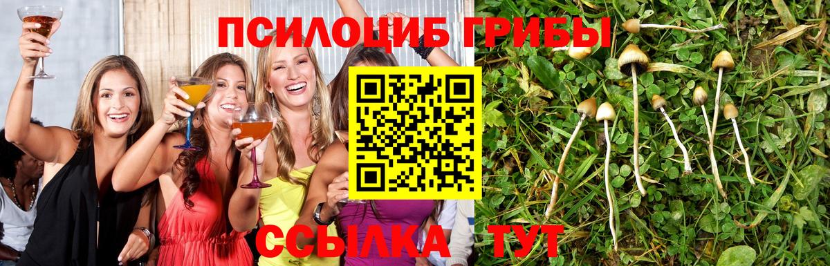 где купить наркоту  Псилоцибиновые грибы MAGIC MUSHROOMS  Бердск  Вход с VPN  Галлюциногенные грибы Psilocybe 